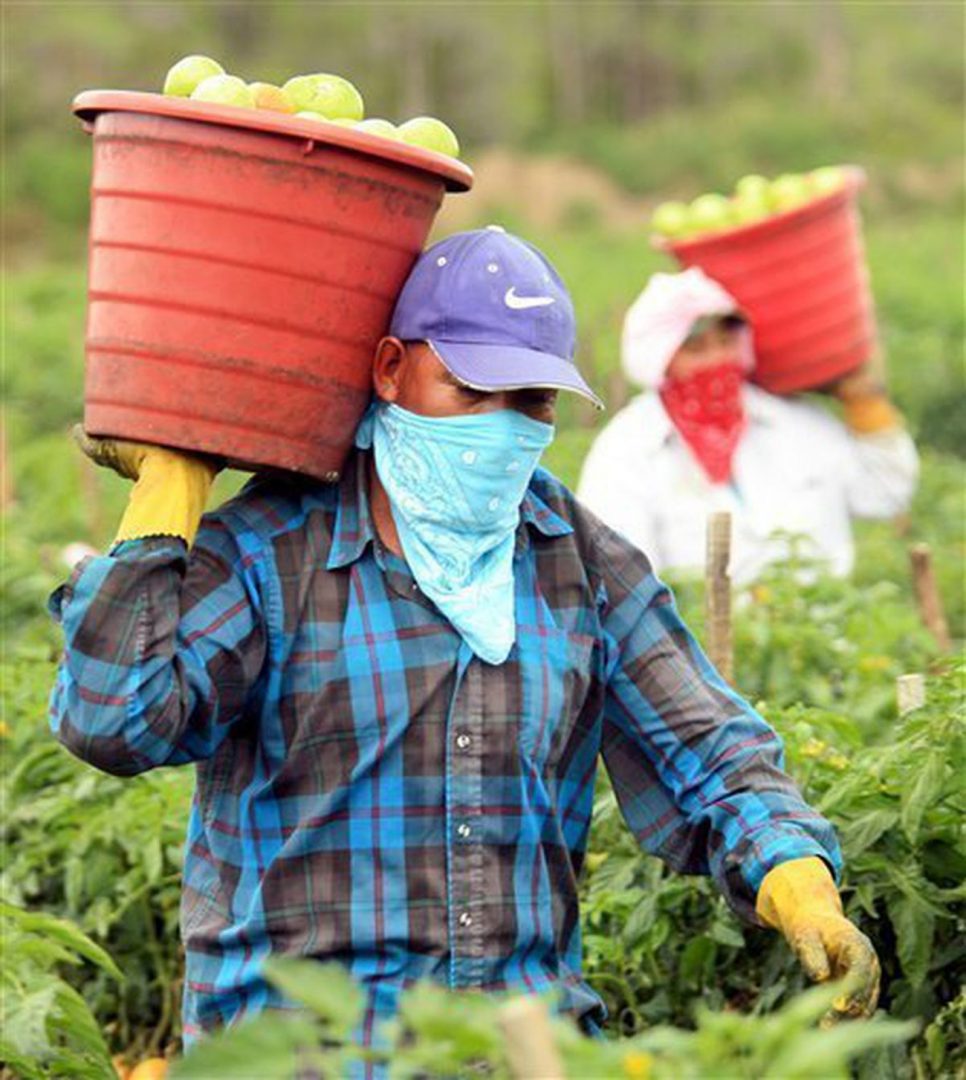 Foto17 Colhedores de tomates Câmara aprova proposta que permite indocumentados lutarem por direitos trabalhistas